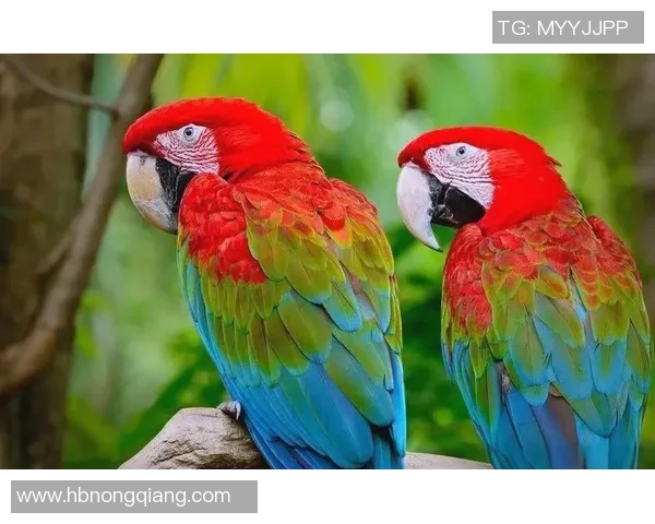 足球金刚鹦鹉的奇妙旅程与精彩瞬间探秘